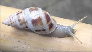 Attēlu rezultāti vaicājumam “Diderma roanense macro”