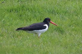 Attēlu rezultāti vaicājumam “Haematopus ostralegus adult”