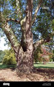 Attēlu rezultāti vaicājumam “Platanus x hispanica (syn. Platanus x acerifolia) leaf”