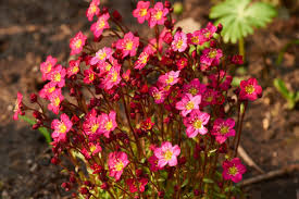 Image result for Steinbrech