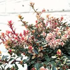 Attēlu rezultāti vaicājumam “Thymus pulegioides fruit”