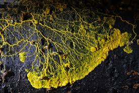 Attēlu rezultāti vaicājumam “Physarum bryocorticola”