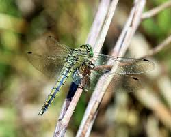 Attēlu rezultāti vaicājumam “Orthetrum cancellatum”
