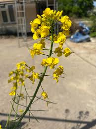 Attēlu rezultāti vaicājumam “Brassica napus flower”