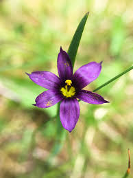 Attēlu rezultāti vaicājumam “Iridaceae”