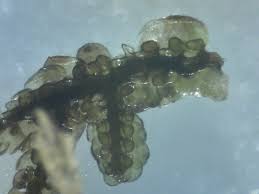 Attēlu rezultāti vaicājumam “Frullania tamarisci macro”