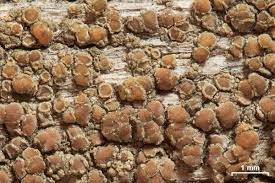 Attēlu rezultāti vaicājumam “Plectocarpon lichenum”