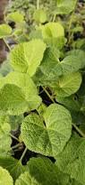 Image result for Alcea rosea nigra