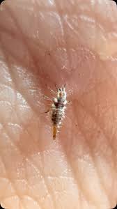 Attēlu rezultāti vaicājumam “Chrysopidae larva”