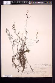 Attēlu rezultāti vaicājumam “Batrachium circinatum leaf”