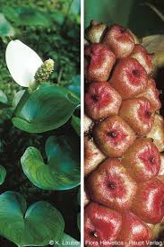 Attēlu rezultāti vaicājumam “Calla palustris fruit”