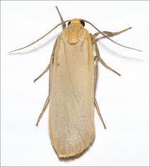 Attēlu rezultāti vaicājumam “Eilema depressa imago”