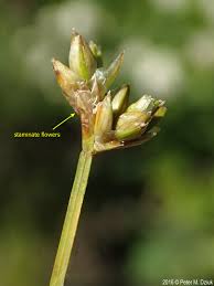 Attēlu rezultāti vaicājumam “Carex cespitosa flower”