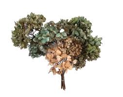 Attēlu rezultāti vaicājumam “Lavandula angustifolia bud”