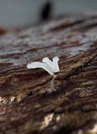 Attēlu rezultāti vaicājumam “Arcyria helvetica young”