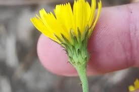 Attēlu rezultāti vaicājumam “Hieracium laevigatum”