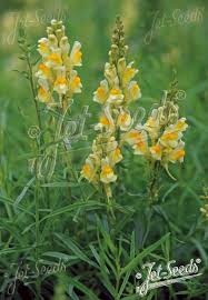 Attēlu rezultāti vaicājumam “Linaria loeselii flower”