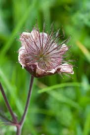 Attēlu rezultāti vaicājumam “Geum rivale fruit”