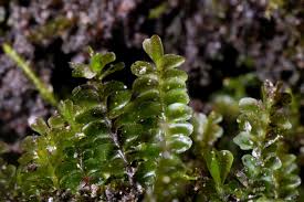 Attēlu rezultāti vaicājumam “Plagiochila porelloides”