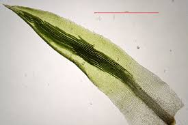 Attēlu rezultāti vaicājumam “Polytrichastrum longisetum”