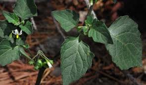 Attēlu rezultāti vaicājumam “Solanum nigrum leaf”