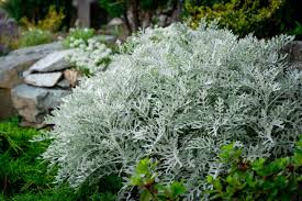 Image result for Cineraria maritima