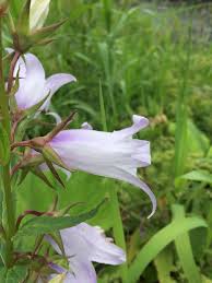 Attēlu rezultāti vaicājumam “Campanula latifolia leaf”
