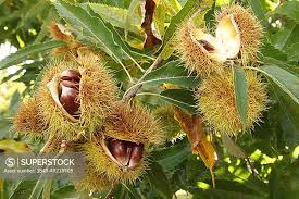 Attēlu rezultāti vaicājumam “Castanea sativa  fruit”