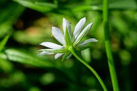 Attēlu rezultāti vaicājumam “Stellaria graminea flower”