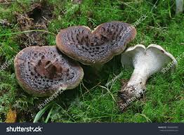 Attēlu rezultāti vaicājumam “Sarcodon imbricatum”