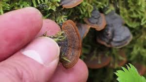 Attēlu rezultāti vaicājumam “Hymenochaete tabacina”