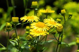 Attēlu rezultāti vaicājumam “Inula britannica”