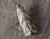 Attēlu rezultāti vaicājumam “Epermenia falciformis”