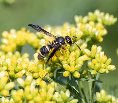 Attēlu rezultāti vaicājumam “Ancistrocerus sp. male”