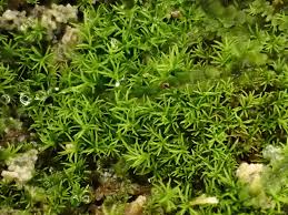 Attēlu rezultāti vaicājumam “Gymnostomum aeruginosum”