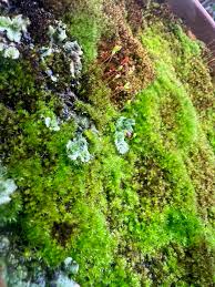 Attēlu rezultāti vaicājumam “Syntrichia ruralis var. ruralis sporophyte”