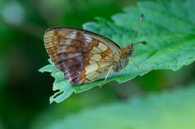 Attēlu rezultāti vaicājumam “Brenthis daphne underside”