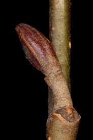 Attēlu rezultāti vaicājumam “Alnus glutinosa bud”