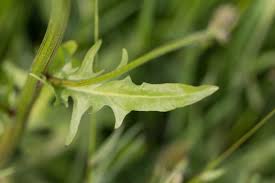Attēlu rezultāti vaicājumam “Crepis biennis leaf”