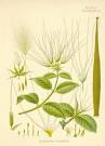 <b>Strophanthus</b>