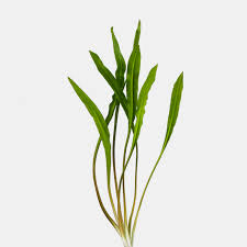 Attēlu rezultāti vaicājumam “Cribraria costata stalked”