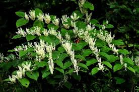 Attēlu rezultāti vaicājumam “Reynoutria sachalinensis”