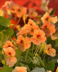 Image result for Tropaeolum majus