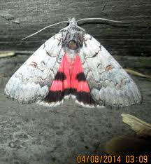 Attēlu rezultāti vaicājumam “Catocala pacta”