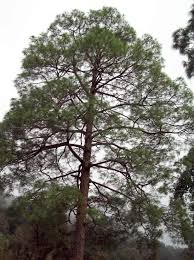 Attēlu rezultāti vaicājumam “Pinus”