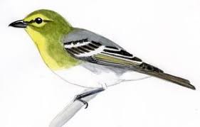 Image result for Vireo flavifrons