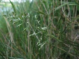 Attēlu rezultāti vaicājumam “Poa angustifolia”