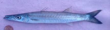 Image result for Sphyraena barracuda