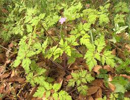 Attēlu rezultāti vaicājumam “Geraniaceae”