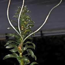 Attēlu rezultāti vaicājumam “Hydrocharitaceae”